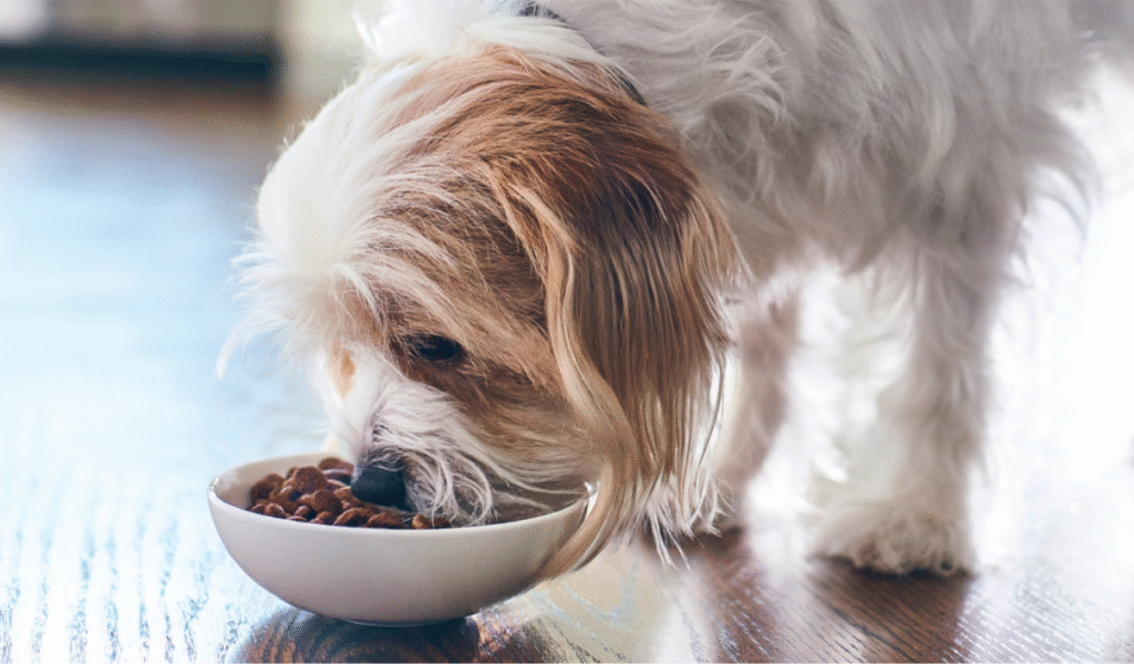 בריאות מערכת העיכול - טכנולוגיית +ActivBiome