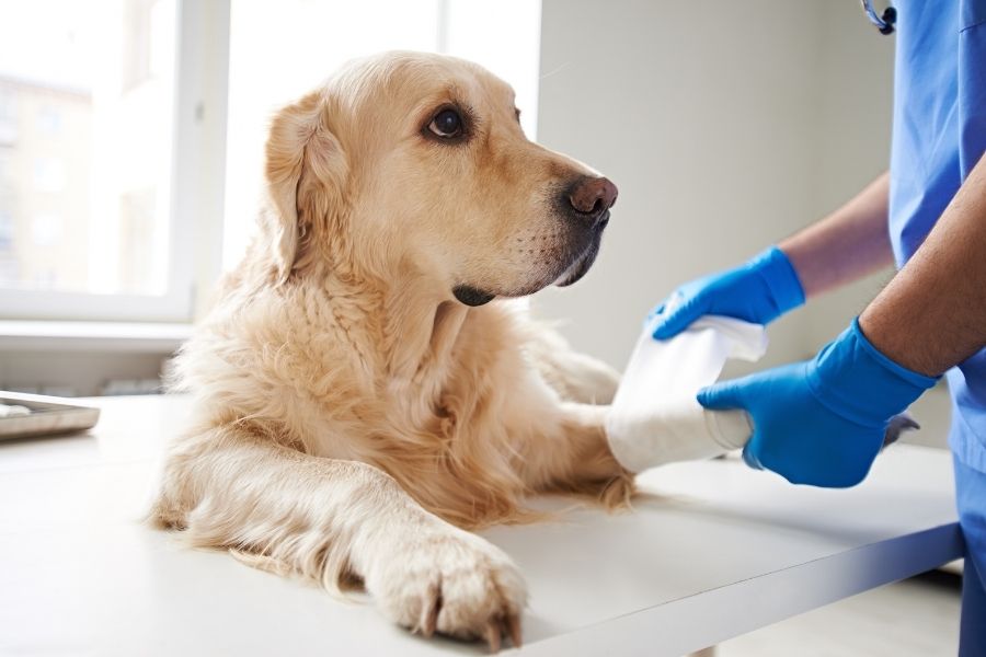 היפדיספלזיה גולדן