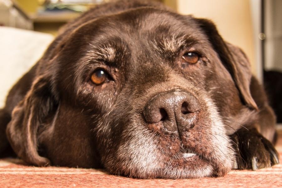 הרעלת שוקולד גולדן