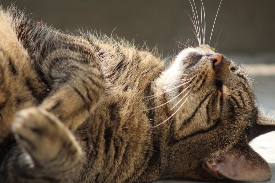 מחלת כליה כרונית חתולים גולדן