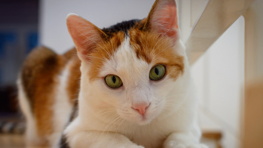 על קורונה וחיות המחמד שלנו 