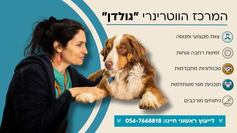 שרון פפו צור קשר