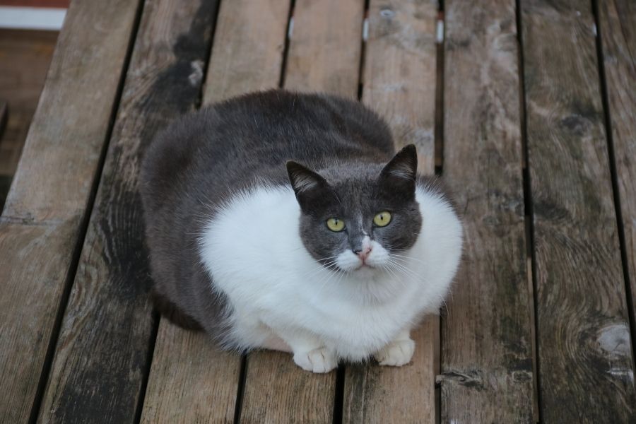 השמנה אצל בעלי חיים