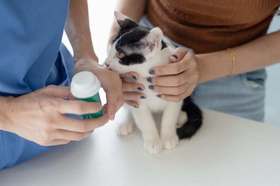 מצב חירום חתול