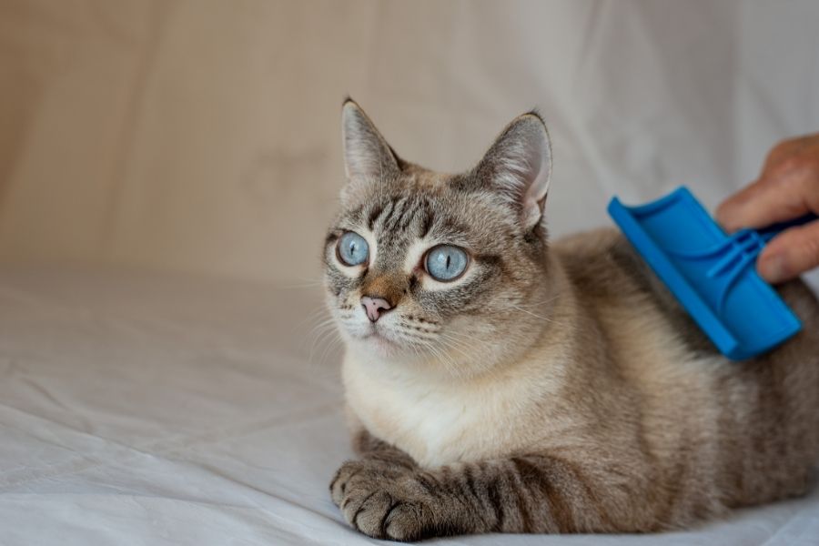 טיפוח חתול ראשי