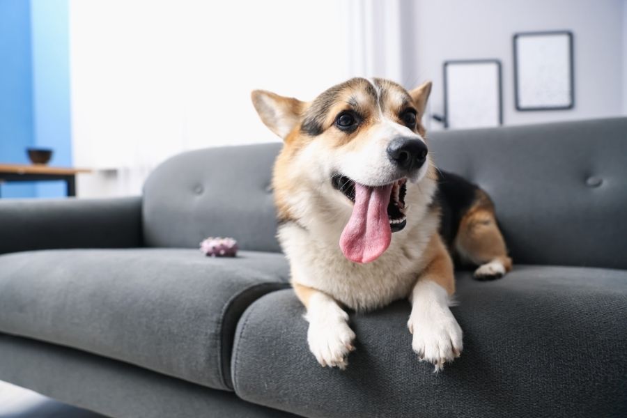 כלב רגיש ראשי